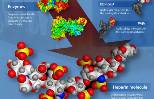 A safer heparin