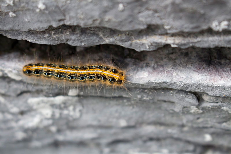 caterpillar