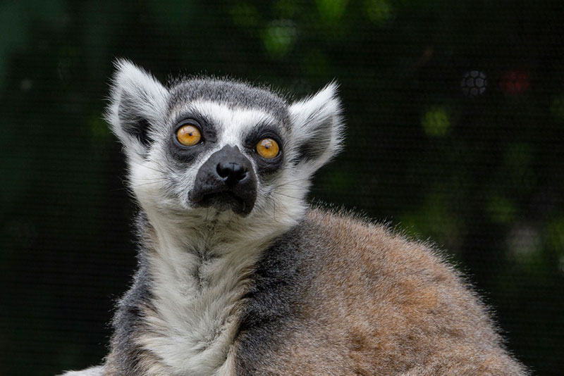 lemur