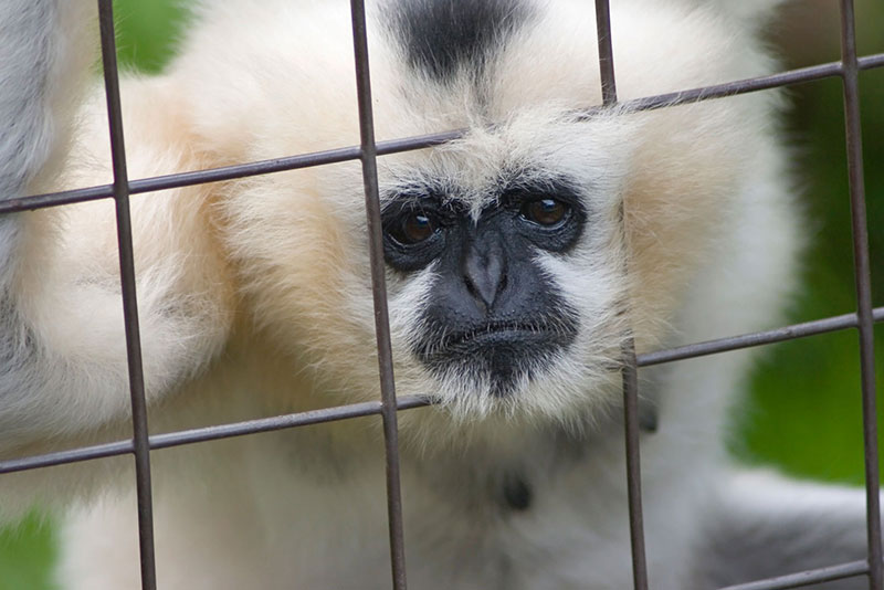 Gibbon