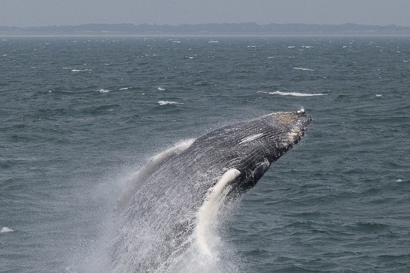 Whale